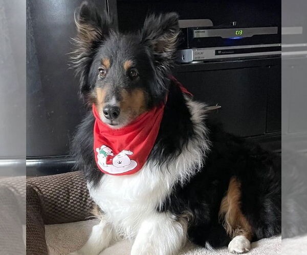 Medium Photo #3 Mutt Puppy For Sale in Dublin, OH, USA