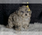 Puppy Flower YorkiePoo