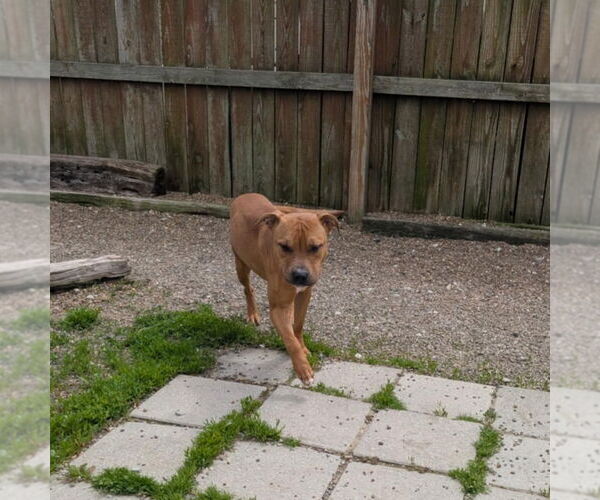 Medium Photo #4 Boxer-Unknown Mix Puppy For Sale in Evansville, IN, USA