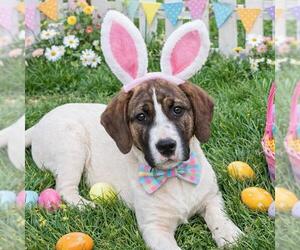 Borador Dogs for adoption in Yardley, PA, USA