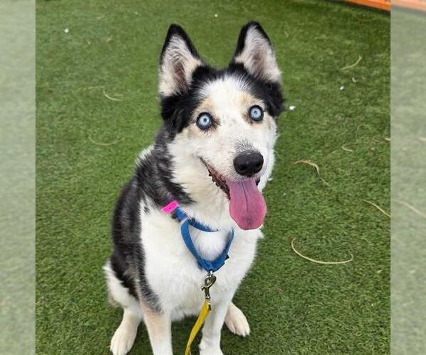 Medium Photo #1 Siberian Husky-Unknown Mix Puppy For Sale in Las Vegas, NV, USA