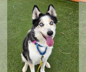 Siberian Husky-Unknown Mix Dogs for adoption in Las Vegas, NV, USA