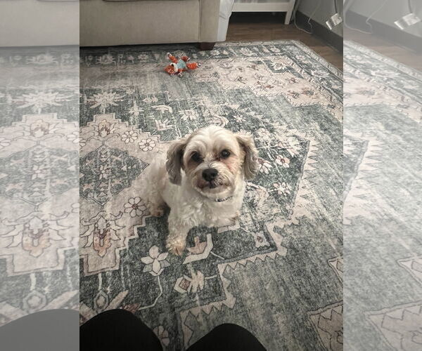 Medium Photo #1 Bichon Frise-Unknown Mix Puppy For Sale in Williamsburg, IA, USA