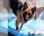 Small German Shepherd Dog