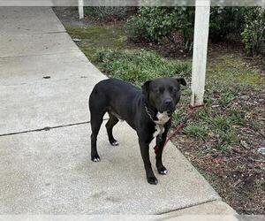 American Pit Bull Terrier-Unknown Mix Dogs for adoption in Ocala, FL, USA