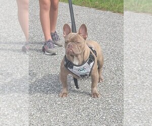French Bulldog Puppy for sale in NORTH PORT, FL, USA