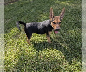 German Shepherd Dog-Unknown Mix Dogs for adoption in The Woodlands, TX, USA