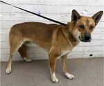 CHRIS - Male Akita-German Shepherd Dog Mix Dog for Adoption - Small photo