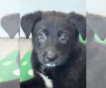 Small #4 Labrador Retriever Mix