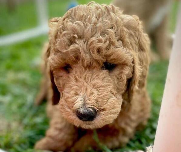 Full screen Photo #5 Goldendoodle Puppy For Sale in PERRIS, CA, USA