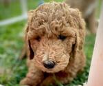 Small Photo #5 Goldendoodle Puppy For Sale in PERRIS, CA, USA