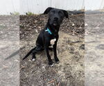 Small #1 Labrador Retriever Mix