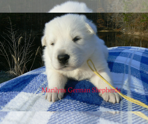 Medium Photo #5 German Shepherd Dog Puppy For Sale in PIEDMONT, MO, USA