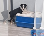 Small #6 Australian Shepherd