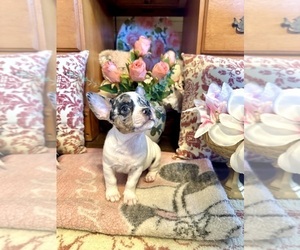 French Bulldog-Rat Terrier Mix Puppy for sale in ZEPHYRHILLS, FL, USA