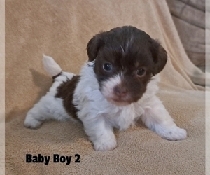 Havanese Puppy for sale in LAKEVILLE, OH, USA