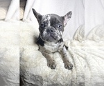 Small Photo #9 French Bulldog Puppy For Sale in BOTHELL, WA, USA
