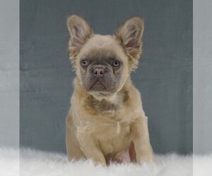 French Bulldog Puppy for sale in FREDERICKSBURG, OH, USA