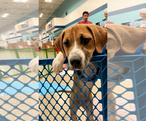 Medium Photo #29 Mutt Puppy For Sale in Wenonah, NJ, USA
