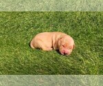 Small Photo #7 Golden Retriever Puppy For Sale in OMAHA, NE, USA