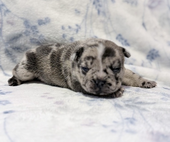 Medium Photo #2 French Bulldog Puppy For Sale in SACRAMENTO, CA, USA