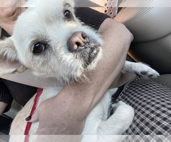 Medium Photo #3 Chiweenie Puppy For Sale in Sandy, UT, USA