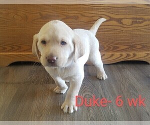 Labrador Retriever Puppy for sale in CATO, NY, USA