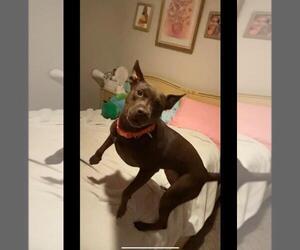 Nallah - Female American Staffordshire Terrier-Labrador Retriever Mix Dog for Adoption - Photo #23