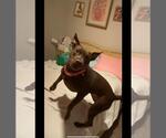 Small #22 American Staffordshire Terrier-Labrador Retriever Mix