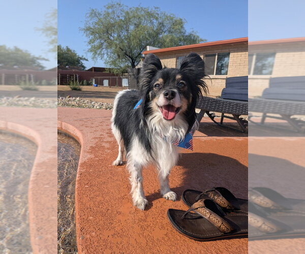 Medium Photo #3 Mutt Puppy For Sale in Vail, AZ, USA