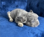 Small Photo #12 French Bulldog Puppy For Sale in ATHERTON, CA, USA