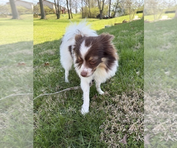 Medium Photo #1 Chiranian Puppy For Sale in TRENTON, OH, USA