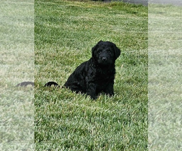 Medium Photo #8 Double Doodle Puppy For Sale in VALDESE, NC, USA
