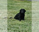 Puppy Max Double Doodle