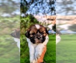 Small Photo #7 Shih Tzu Puppy For Sale in DISPUTANTA, VA, USA