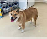 Small #1 Shiba Inu Mix