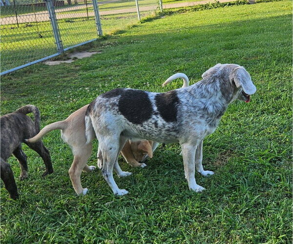 Medium Photo #6 Beagle Puppy For Sale in Dunnellon, FL, USA