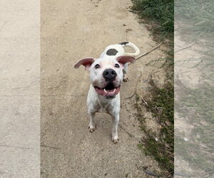 Zero - Male Staffordshire Bull Terrier-Unknown Mix Dog for Adoption - Photo #4