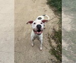 Small #3 Staffordshire Bull Terrier Mix
