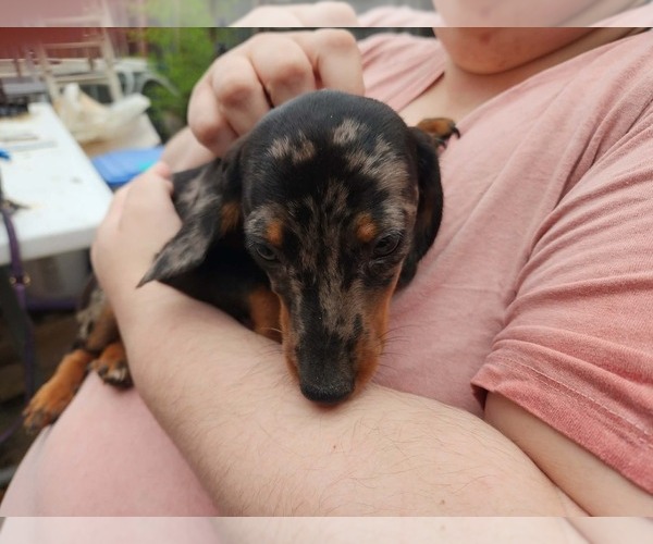 Medium Photo #1 Dachshund Puppy For Sale in RANTOUL, IL, USA