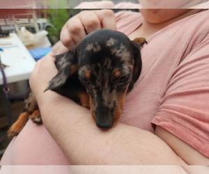 Dachshund Puppy for sale in RANTOUL, IL, USA