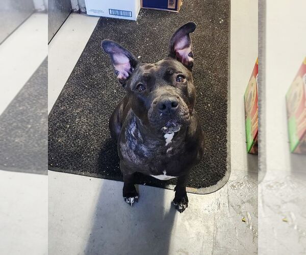 Medium Photo #3 American Staffordshire Terrier-Unknown Mix Puppy For Sale in Perth Amboy, NJ, USA