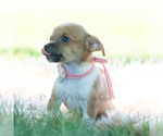 Small Photo #27 Chihuahua Puppy For Sale in WARSAW, IN, USA