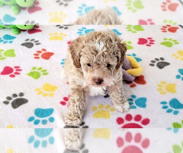 Medium Photo #10 Cock-A-Poo-Poodle (Miniature) Mix Puppy For Sale in ORO VALLEY, AZ, USA