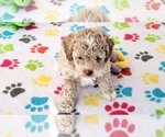 Small #9 Cock-A-Poo-Poodle (Miniature) Mix