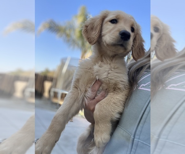 Medium Photo #1 Golden Retriever Puppy For Sale in SAN JOSE, CA, USA