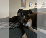 Small #4 American Pit Bull Terrier