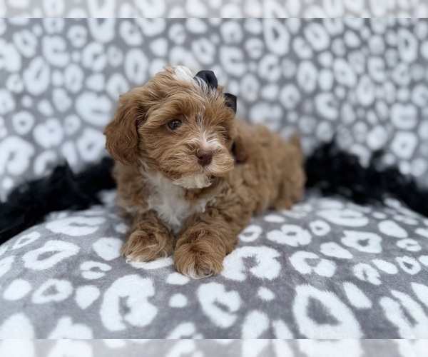 Medium Photo #6 Shih-Poo Puppy For Sale in LAKELAND, FL, USA