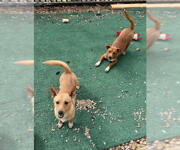 Medium Photo #3 Chiweenie Puppy For Sale in Wakefield, RI, USA