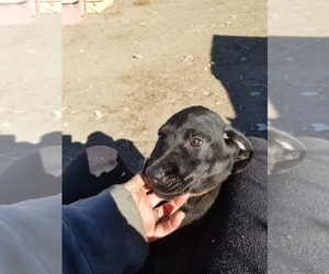 Labrador Retriever Puppy for sale in WILLIAMSBURG, CO, USA